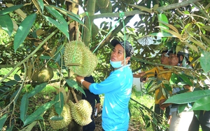 Trồng thứ cây đang hot, ngành chức năng một huyện ở Lâm Đồng khuyến cáo dân không trẩy trái chưa già