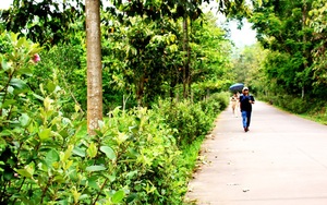 Con đường hoa sim tím đẹp như mơ ở Thánh địa Mỹ Sơn của Quảng Nam, đến tháp Champa thấy mát hẳn