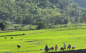 Nông dân huyện Phong Thổ hối hả sản xuất vụ mùa