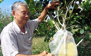 Ông Trắng, một nông dân Hậu Giang trồng thứ mít tiền tỷ, thương lái vô khuân lặc lè, hễ bán là hết sạch