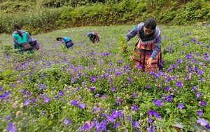 Cát cánh là cây gì mà ra hoa đẹp như mơ, nông dân Bắc Hà ở Lào Cai trồng bạt ngàn, cho thu nhập tốt?