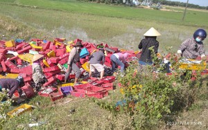 Người dân Quảng Trị lội ruộng gom 5 tấn cá giúp tài xế ở Nghệ An bị lật xe