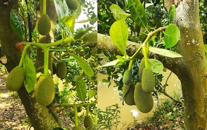Giá mít Thái hôm nay 14/7: Để trái mít Thái không bị méo, khi tuyển trái trong vườn cần làm 2 điều này
