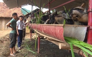 Trồng cỏ ven rìa nương nuôi dê nhốt chuồng, nông dân người Thái ở Sơn La thu lãi cao