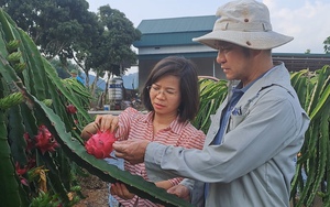 Một người Dao ở Thái Nguyên đưa giống thanh long ruột tím về trồng giúp nhiều hộ khác có thu nhập cao
