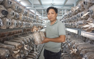 Cầm bằng kỹ sư cơ điện ở Quảng Nam về trồng thứ cây gì mà tự trả lương cao cho chính mình?