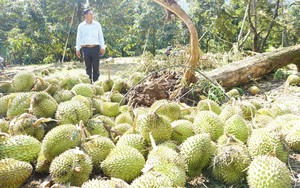 Khánh Hòa: Mưa gió bất ngờ, gần 120 tấn trái sầu riêng ở huyện Khánh Sơn rụng tơi bời