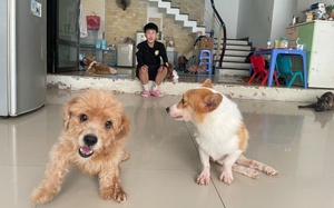 Trạm cứu hộ chó mèo ở Hà Nội 