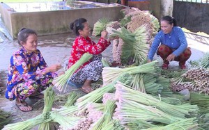 Trên đất lúa bị nhiễm mặn, nông dân Tiền Giang trồng thứ cây thơm lừng, thu lợi nhuận cao