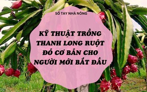 SỔ TAY NHÀ NÔNG: Kỹ thuật trồng thanh long ruột đỏ cơ bản cho người mới bắt đầu