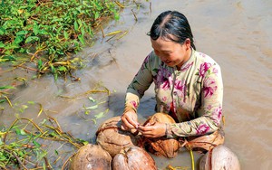 Các chị nông dân ở Cà Mau tung vô số quả dừa khô xuống kênh dạy trẻ em tập bơi, nhiều người đến xem