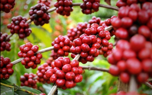 Giá cà phê trong nước có tuần giảm, Việt Nam đã xuất khẩu cà phê tới 38 thị trường