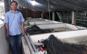 Sóc Trăng: Nông dân một phường ở TX Ngã Năm nuôi lươn, tham gia Tổ hội nông dân nghề nghiệp
