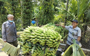 Trồng chuối sứ, thương lái tới tận vườn thu mua, nông dân huyện miền núi ở Bình Định phấn khởi