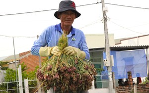 Giá hành tím cao nhất trong nhiều năm qua, nông dân Ninh Thuận vui như tết