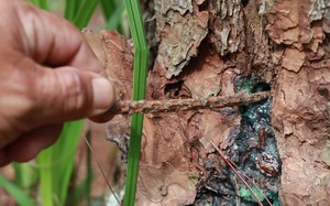 Kiểm điểm 1 tập thể, 4 cá nhân liên quan vụ rừng thông bị “đầu độc” tại Lâm Đồng