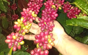 Giá cà phê Robusta "xập xình" khó đoán xu hướng, cà phê Arabica giảm giá nhẹ trên sàn quốc tế