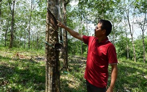 Một nông dân Bình Phước thắng kiện đòi vườn cao su, chỉ rõ doanh nghiệp đứng sau