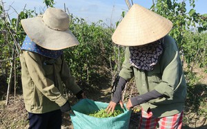 Dân xã này ở Nghệ An thứ dây leo ra hoa từng chùm to, vặt bán đắt tiền, nhà nào cũng khá giả