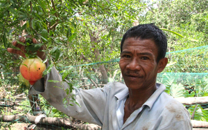 Người Raglai trong Vườn Quốc gia Núi Chúa ở Ninh Thuận (Bài 3): Robinson làm kinh tế VAC giữa rừng già