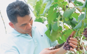 Mang loài nho mới về trồng ở vùng đất này của tỉnh Thái Bình, một anh nông dân thu tiền tỷ