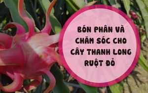 SỔ TAY NHÀ NÔNG: Kỹ thuật bón phân cho cây thanh long ruột đỏ theo từng giai đoạn