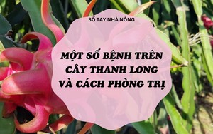 SỔ TAY NHÀ NÔNG: Một số bệnh trên cây thanh long ruột đỏ và biện pháp phòng trừ