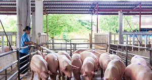 Giá lợn hơi thất thường: Lo lợn nhập lậu gây mất kiểm soát