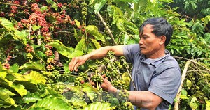 Việt Nam xuất khẩu cà phê đứng thứ 2 thế giới nhưng chưa làm chủ về giá