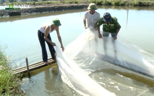 Nuôi trồng thủy sản theo mô hình HTX ở Thanh Hóa: Người dân chỉ cần sản xuất, bao tiêu đã có HTX lo