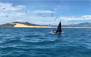Xem clip cá voi xuất hiện săn mồi ở biển Bình Định