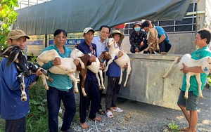 700 con dê giống được trao tận tay cho nông dân hai tỉnh Đồng Tháp, Vĩnh Long