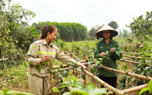 Đem cây rừng về vườn trồng, nông dân ở một huyện Nghệ An nhà nào hái bán cũng rủng rỉnh tiền tiêu