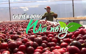 Chuyển động Nhà nông 20/7: Giá cà phê tăng mạnh, tiến sát ngưỡng gần 70.000 đồng/kg