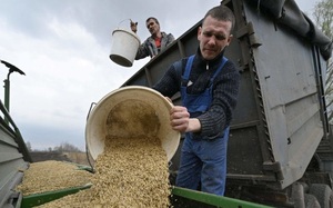 Nông dân Ukraine 'mất ăn mất ngủ' lo sợ điều tồi tệ nhất khi thỏa thuận ngũ cốc sụp đổ 