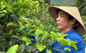 Lạ, dưới chân núi Thiên Nhẫn ở Nghệ An, rõ ràng dân trồng chanh, sao cứ vặt lá đem bán, kiếm bộn tiền?