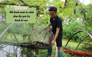 Hai ông nông dân ở Lào Cai đều nuôi con đặc sản bơi lặn dưới nước, cả 2 đều giàu lên trông thấy