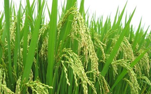 Doanh nghiệp xuất khẩu lúa gạo Việt Nam liệu có thu lợi lớn từ mảng kinh doanh gạo về cuối năm?