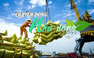 Chuyển động Nhà nông 22/7: Ấn Độ cấm xuất khẩu gạo, Bộ Công Thương đề nghị Vinafood cân đối xuất khẩu và dự trữ