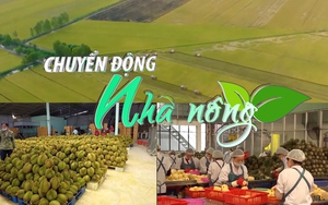 Chuyển động Nhà nông 23/7: Rau quả và gạo tiếp tục tăng trưởng những tháng cuối năm