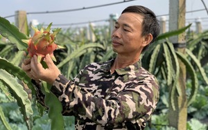 Nông thôn mới Hà Nam, nông dân một xã trồng cây mới, nuôi con mới, thu nhập bình quân 70 triệu đồng/năm