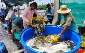 Một loại vật nuôi ở Bạc Liêu càng để dưới ao nông dân càng lỗ, ngành chức năng khuyến cáo điều gì?