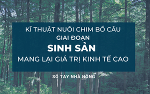 SỔ TAY NHÀ NÔNG: Kỹ thuật nuôi bồ câu Pháp sinh sản mang lại giá trị kinh tế cao