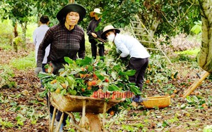 Mùa chôm chôm chín ở đất Bình Phước, trái ra quá trời, bán được giá, một nông dân thắng lớn