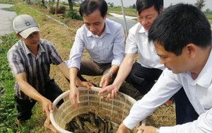 Nuôi cá bống bớp tại Nam Định, bắt lên con nào cũng tươi ngon, bán đắt tiền