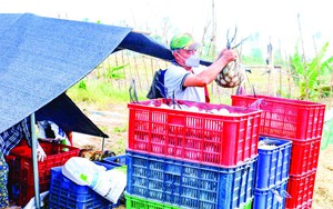 Thị trường nông sản ĐBSCL, lươn nuôi, trứng vịt giảm khá sâu; giá lúa gạo tăng cao nhất trong năm