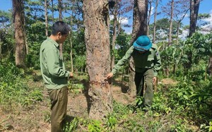 Rừng thông cổ thụ đẹp như phim ở một nơi của Quảng Trị bị đánh thuốc độc gây chết hàng loạt