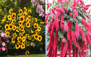 Mùa hè nóng nực, 5 cây cảnh như "cỗ máy nở hoa", trồng ở ban công rước niềm vui, đón phúc lành vào nhà