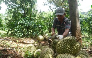 Lạ, ở Đắk Nông thấy trèo "cây tiền tỷ" gõ trái mà ra tiền triệu, tưởng "ngon ăn" hóa ra phải thế này?