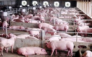 Dùng tia UV diệt trừ sinh vật gây bệnh tại các trang trại nuôi lợn ở Thái Bình